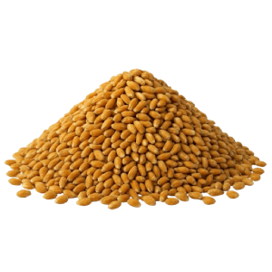 جو