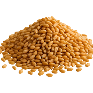 Barley Import
