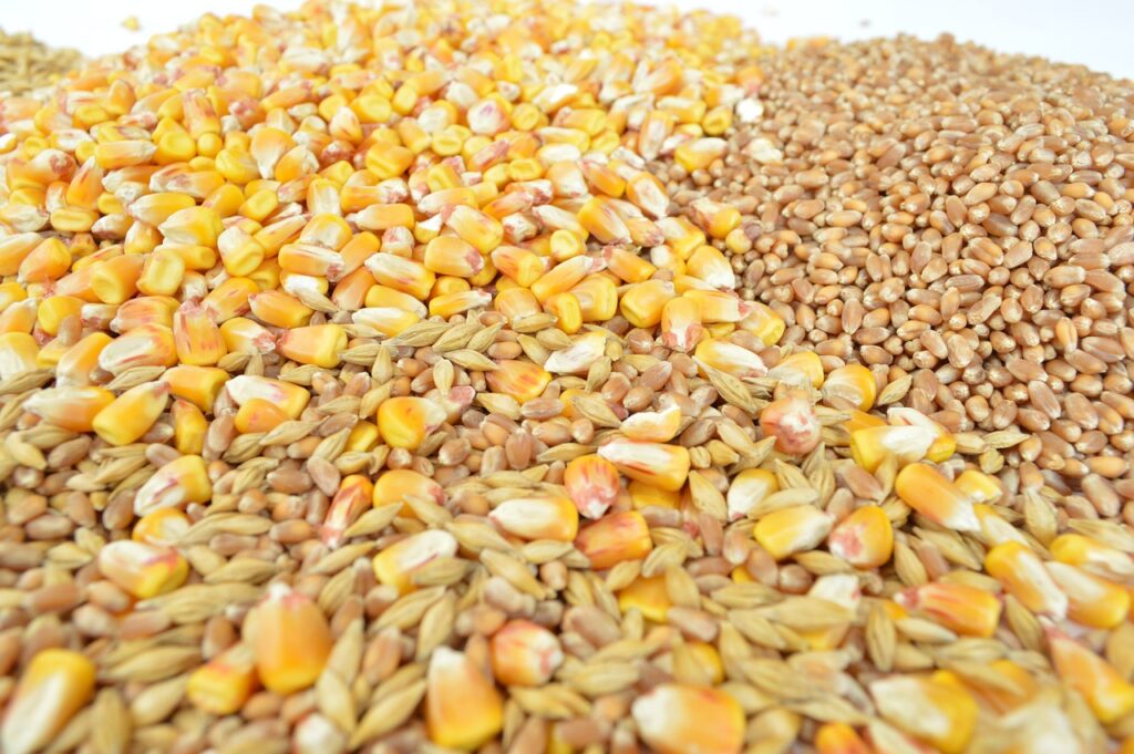 نهاده‌ دامی