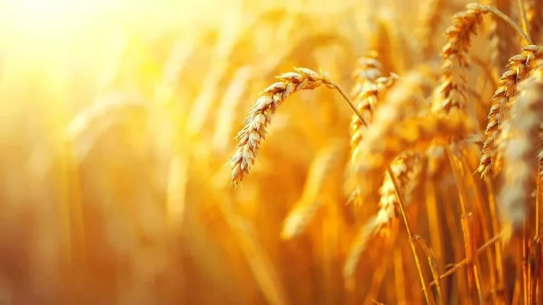 Photo-of-wheat-field-in-feng-shui-6-min