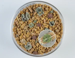 مایکوتوکسین در خوراک دام