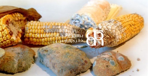 نمونه‌برداری درست مایکوتوکسین در خوراک دام