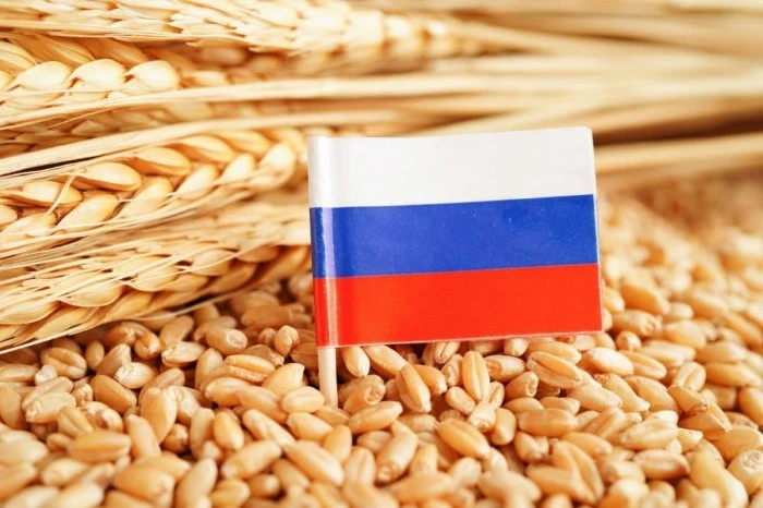 راهنمای انتخاب تأمین‌کننده روسی گندم و جو در تجارت بین‌المللی
