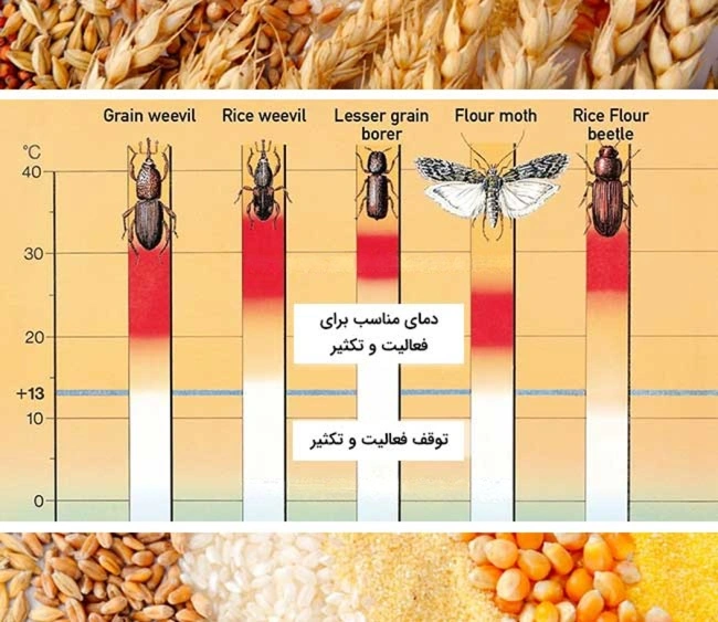 آفات و حشرات انباری در نگهداری غلات 